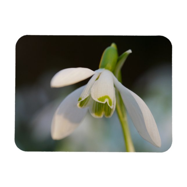 Snowdrop Magnet (Horizontal)