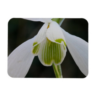 Snowdrop Magnet