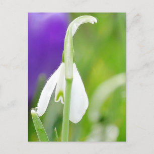 Snowdrop Postcard