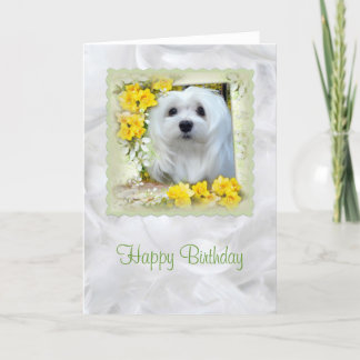 Snowdrop the Maltese Birthday Card