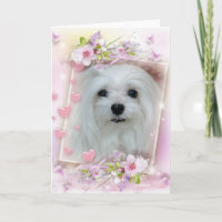 Snowdrop the Maltese Birthday/Greeting Card