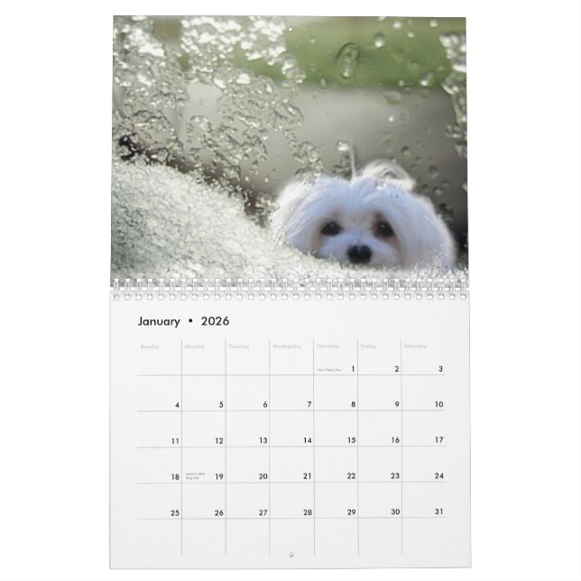 Snowdrop the Maltese Calendar (Jan 2026)