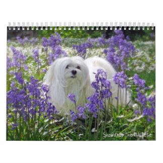 Snowdrop the Maltese Calendar