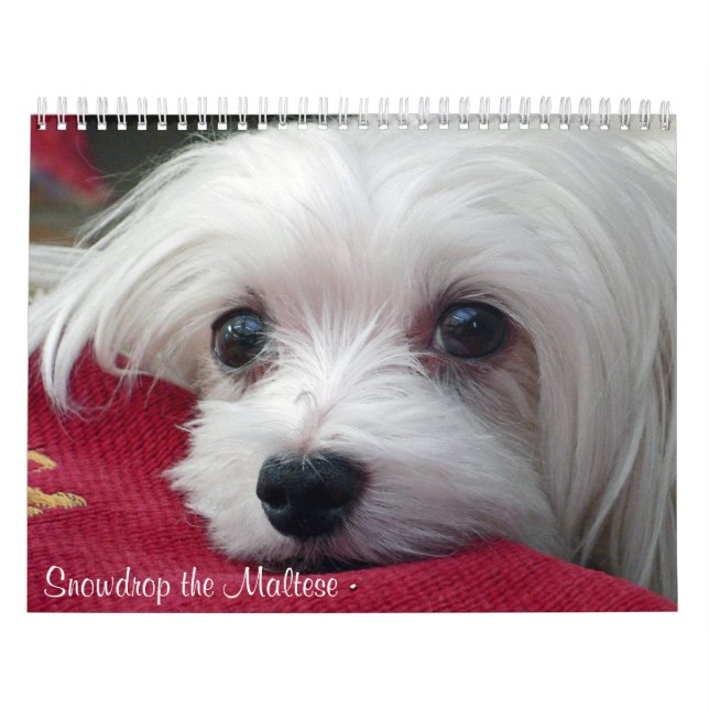 Snowdrop the Maltese Calendar (Cover)