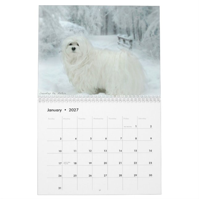 Snowdrop the Maltese Calendar (Jan 2027)