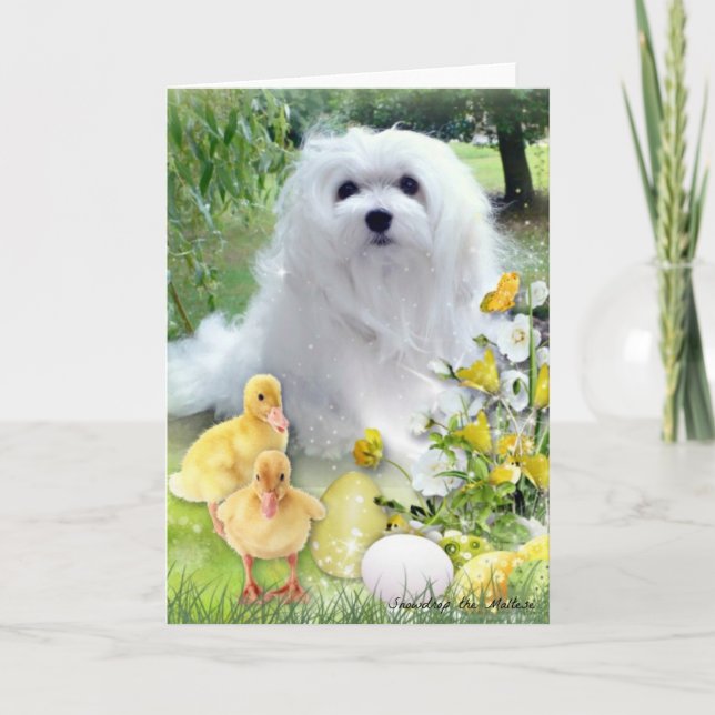 Snowdrop the Maltese Easter Greeting Card (Front)