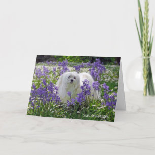 Snowdrop the Maltese Greeting Card