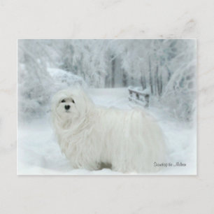 Snowdrop the Maltese Postcard