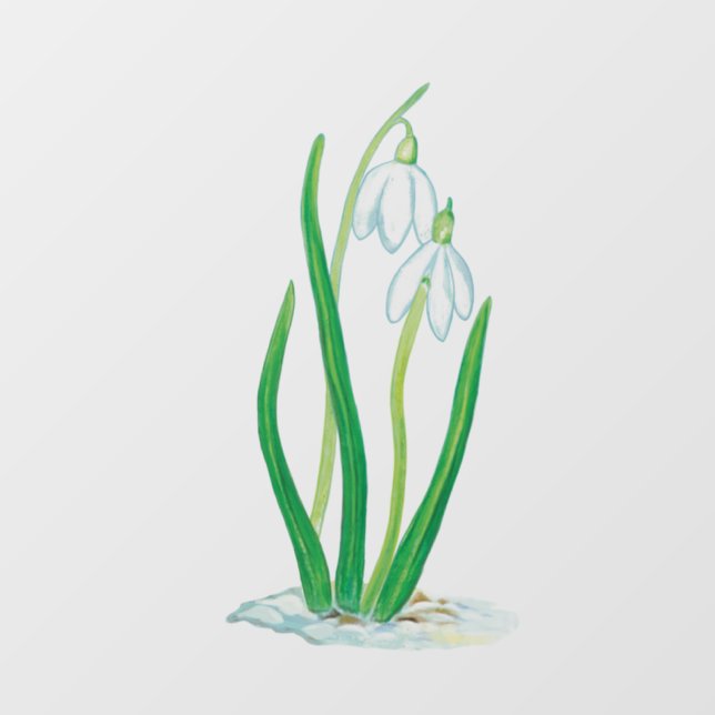 Snowdrops  (Sheet)