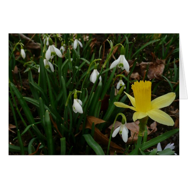Snowdrops and Daffodil Spring Floral (Front Horizontal)