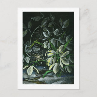 Snowdrops at Night Postcard