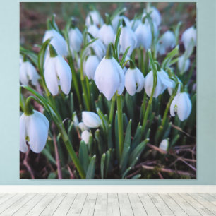 Snowdrops canvas print