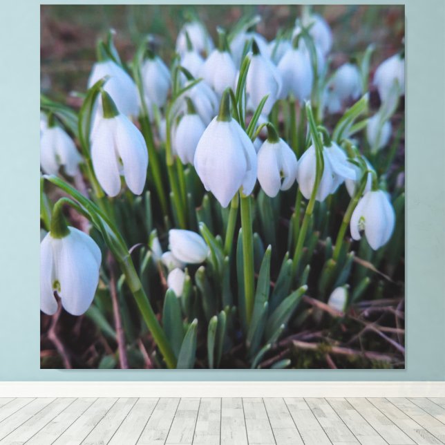 Snowdrops  canvas print (Insitu(Wood Floor))