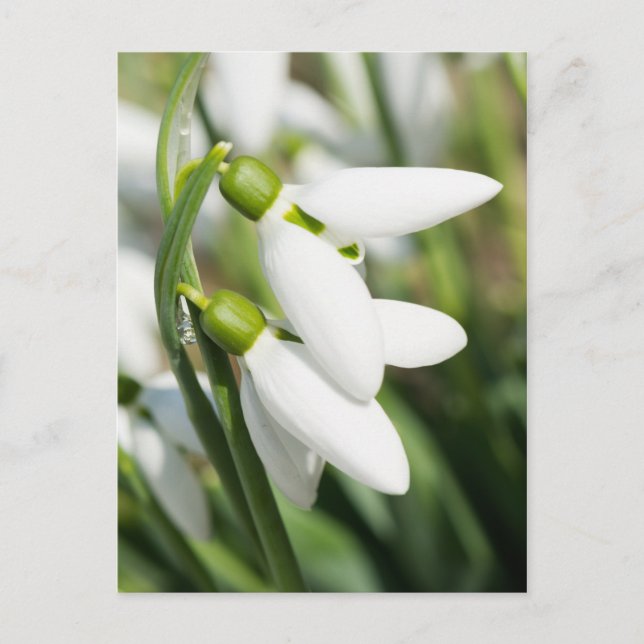 Snowdrops flowers postcard (Front)