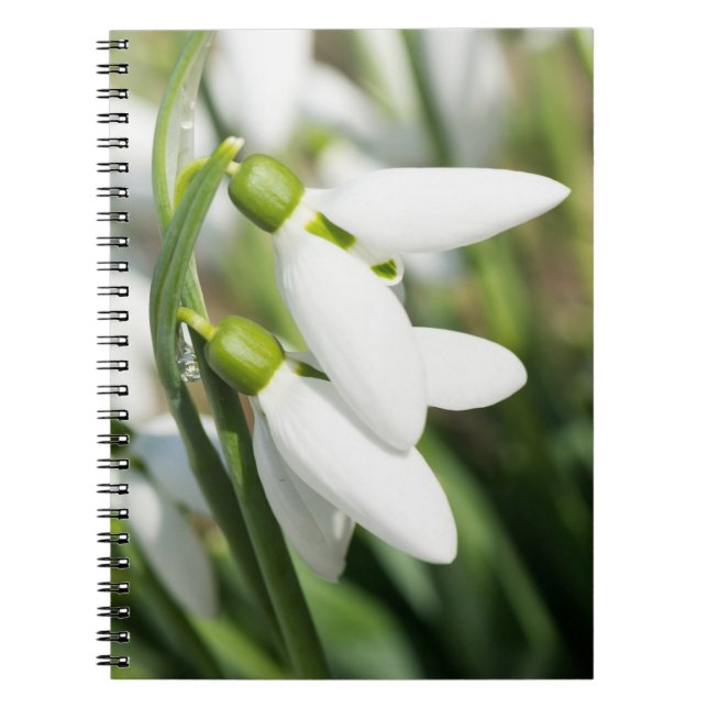 Snowdrops flowers spiral notebook (Front)