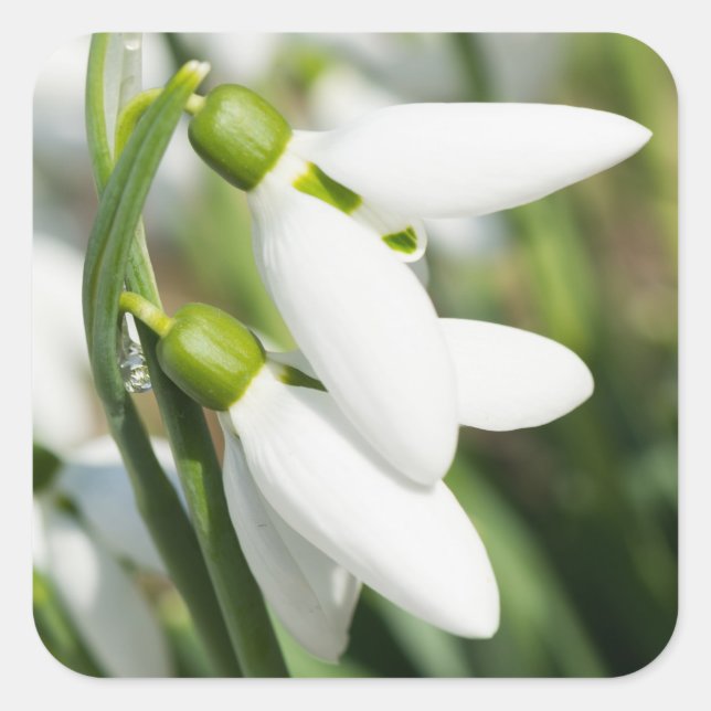 Snowdrops flowers square sticker (Front)