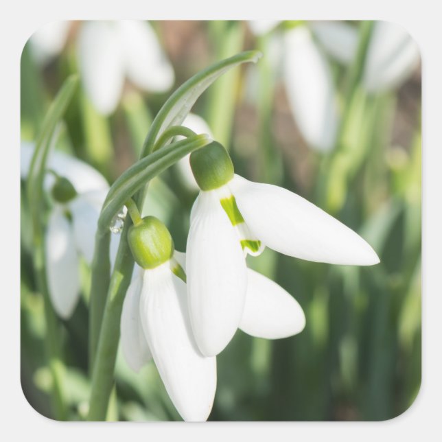 Snowdrops flowers square sticker (Front)