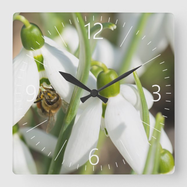 Snowdrops flowers square wall clock (Front)