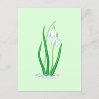 Snowdrops (Galanthus nivalis) Early Spring Flowers Postcard