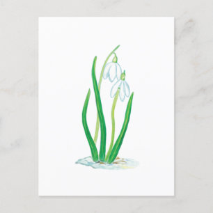 Snowdrops (Galanthus nivalis) Postcard