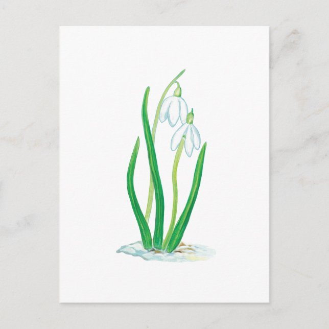 Snowdrops (Galanthus nivalis) Postcard (Front)