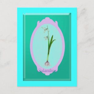 snowdrops"Galanthus" Postcard