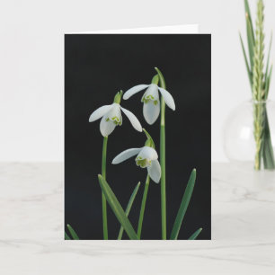 Snowdrops greeting card
