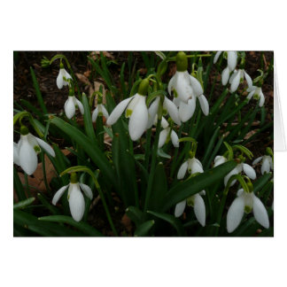 Snowdrops I (Galanthus) White Spring Flowers