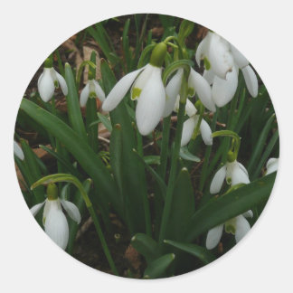 Snowdrops I (Galanthus) White Spring Flowers Classic Round Sticker