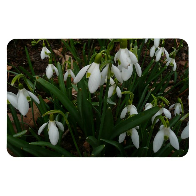 Snowdrops I (Galanthus) White Spring Flowers Magnet (Horizontal)