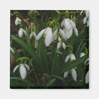 Snowdrops I (Galanthus) White Spring Flowers Magnet
