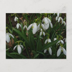 Snowdrops I (Galanthus) White Spring Flowers Postcard