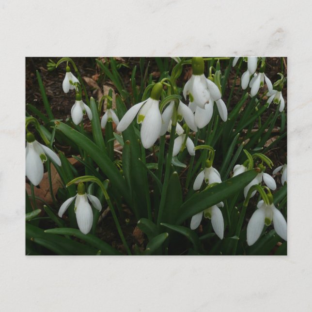 Snowdrops I (Galanthus) White Spring Flowers Postcard (Front)