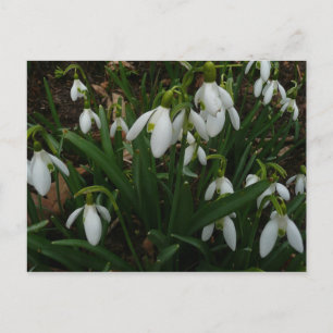 Snowdrops I (Galanthus) White Spring Flowers Postcard