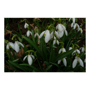 Snowdrops I (Galanthus) White Spring Flowers Poster