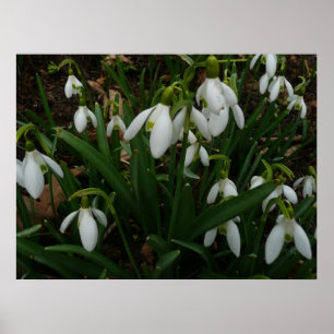 Snowdrops I (Galanthus) White Spring Flowers Poster