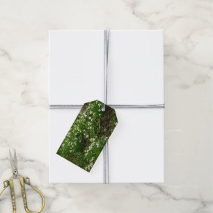 Snowdrops II (Galanthus) Spring Floral Gift Tags