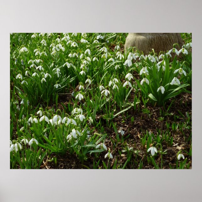 Snowdrops II (Galanthus) Spring Floral Poster (Front)