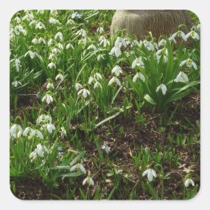 Snowdrops II (Galanthus) Spring Floral Square Sticker