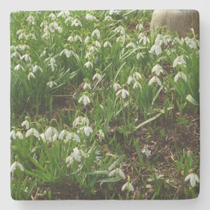 Snowdrops II (Galanthus) Spring Floral Stone Coaster