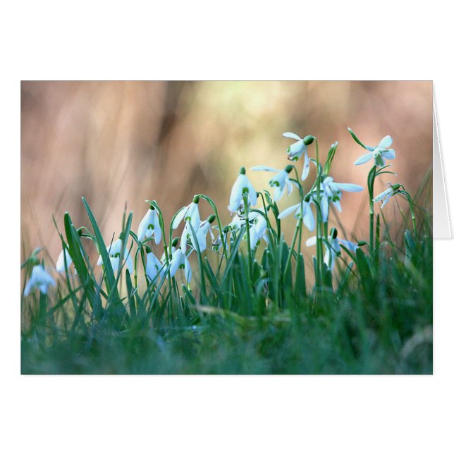 Snowdrops in Spring (Front Horizontal)