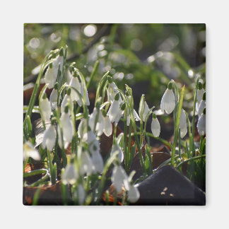 Snowdrops magnet