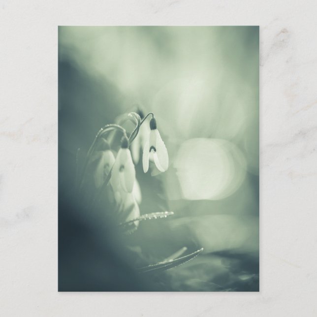 Snowdrops Nature Photo Postcard (Front)