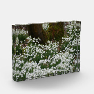 Snowdrops  photo block