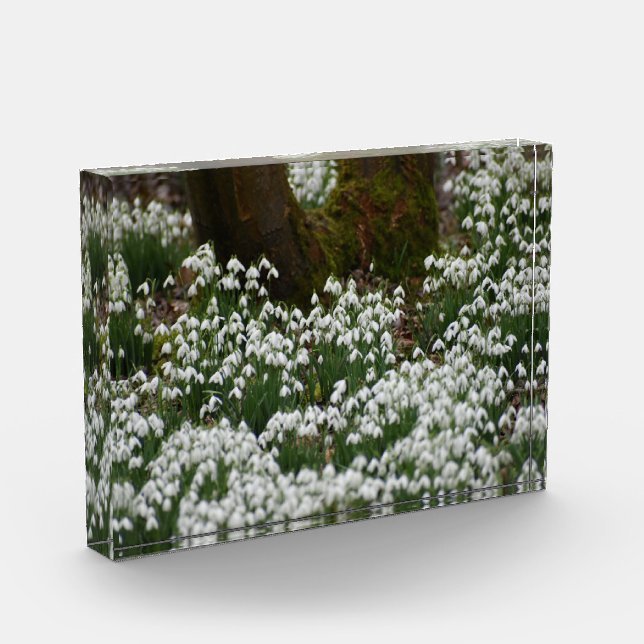 Snowdrops  photo block (Left)