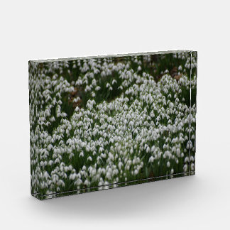 Snowdrops  photo block