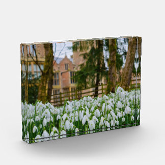 Snowdrops  photo block