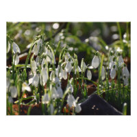 Snowdrops