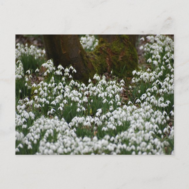 Snowdrops  postcard (Front)
