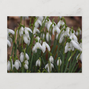 Snowdrops postcard